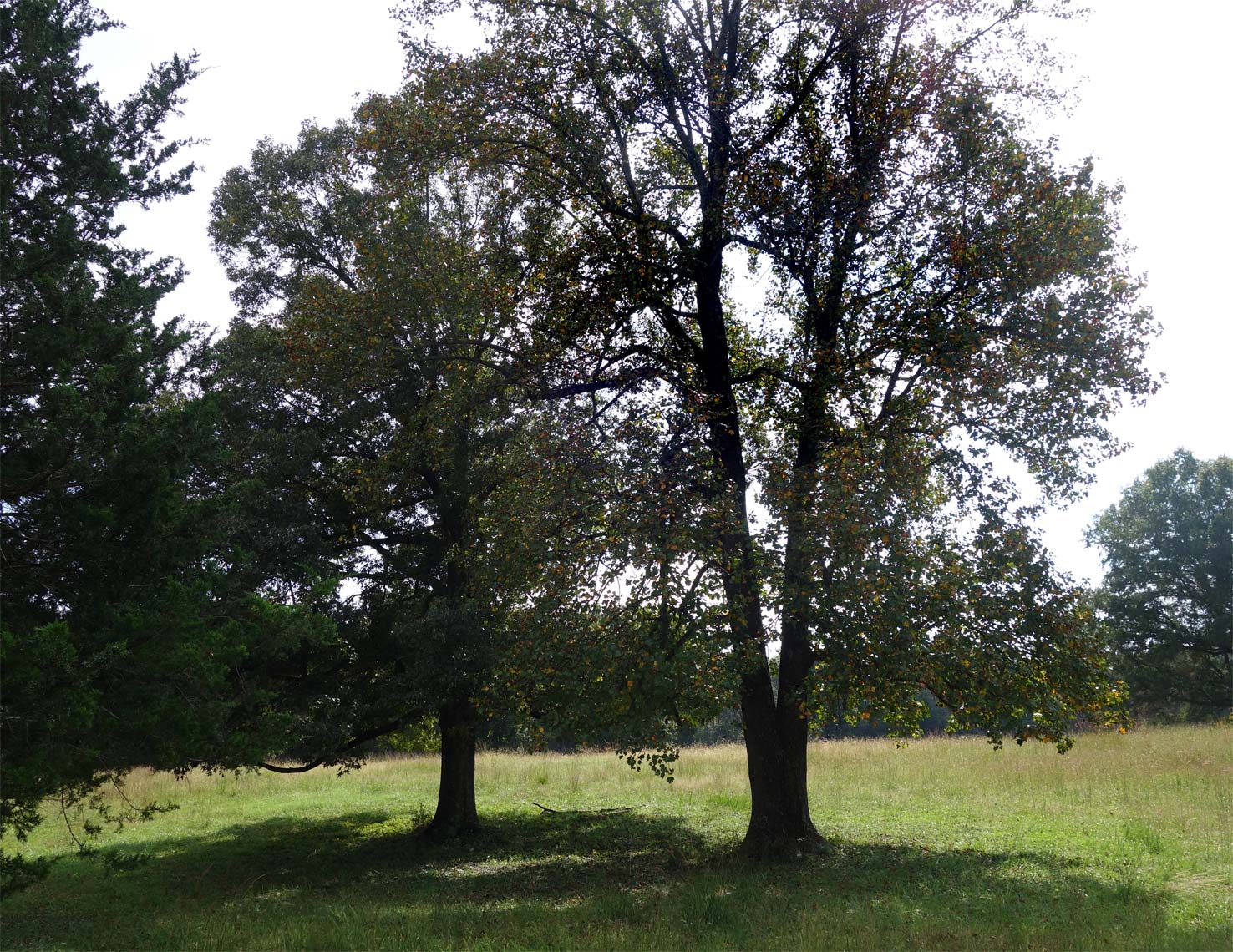 Web-Two-Oaks_Slave-Cemetery-Appomattox